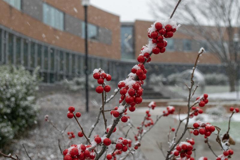 A plant with red berries in front of a snowy background